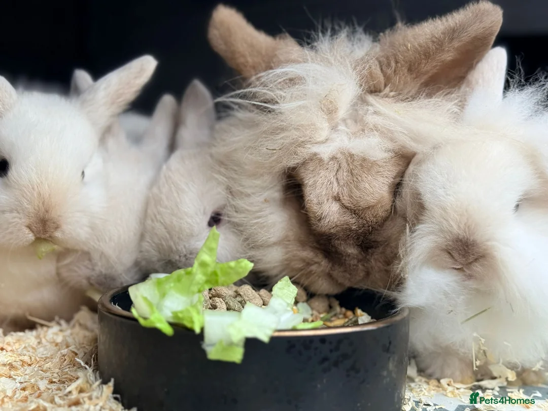 Mini Lion Lop rabbits for sale: Stunning Mini LionLops for Sale  - Advert 11