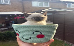 British Shorthair cats for sale: FEMALE BRITISH SHORTHAIR KITTEN - Image 2