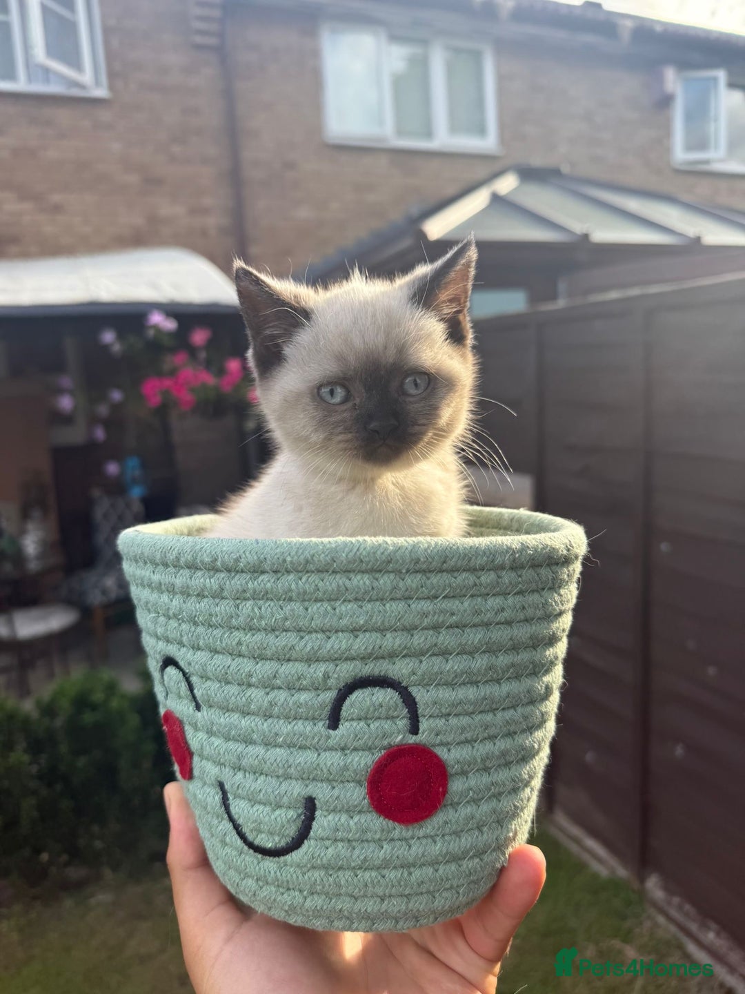 British Shorthair cats for sale: FEMALE BRITISH SHORTHAIR KITTEN - Image 2