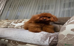 Toy Poodle dogs for sale: Asian micro poodle Boy - Image 19