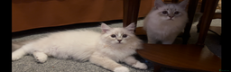 Siberian cats for sale: Sweet human friendly Siberians  - Advert 6