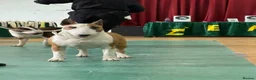 Bull Terrier dogs for sale: Top quality bull terrier puppies  - Advert 17