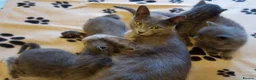 Russian Blue cats for sale: Russian Blue kittens One Girl Two boys - Advert 6