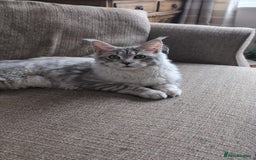 Maine Coon cats for sale: Female Maine coon  - Image 1