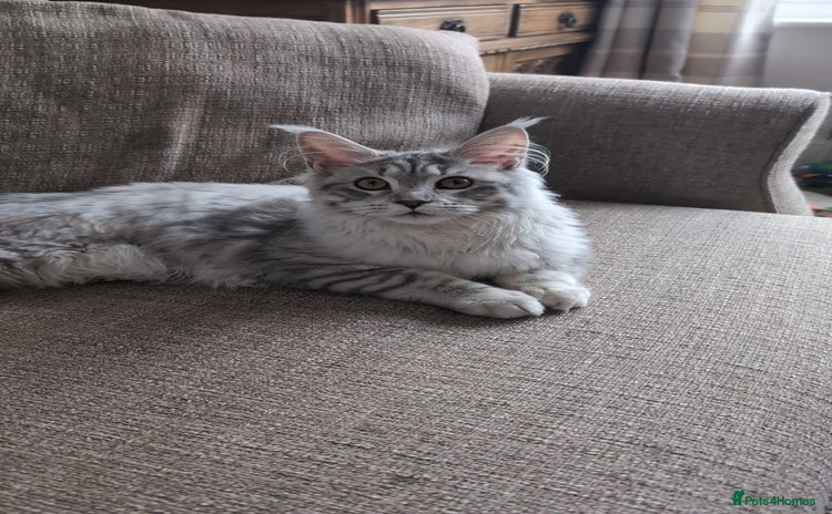 Maine Coon cats - Advert 3