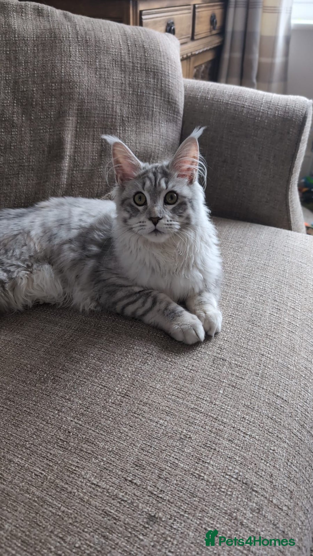Maine Coon cats for sale: Female Maine coon  - Image 1