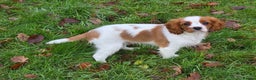 Cavalier King Charles Spaniel dogs for sale: KC Reg Cavalier King Charles pups Fully Vaccinated - Advert 8