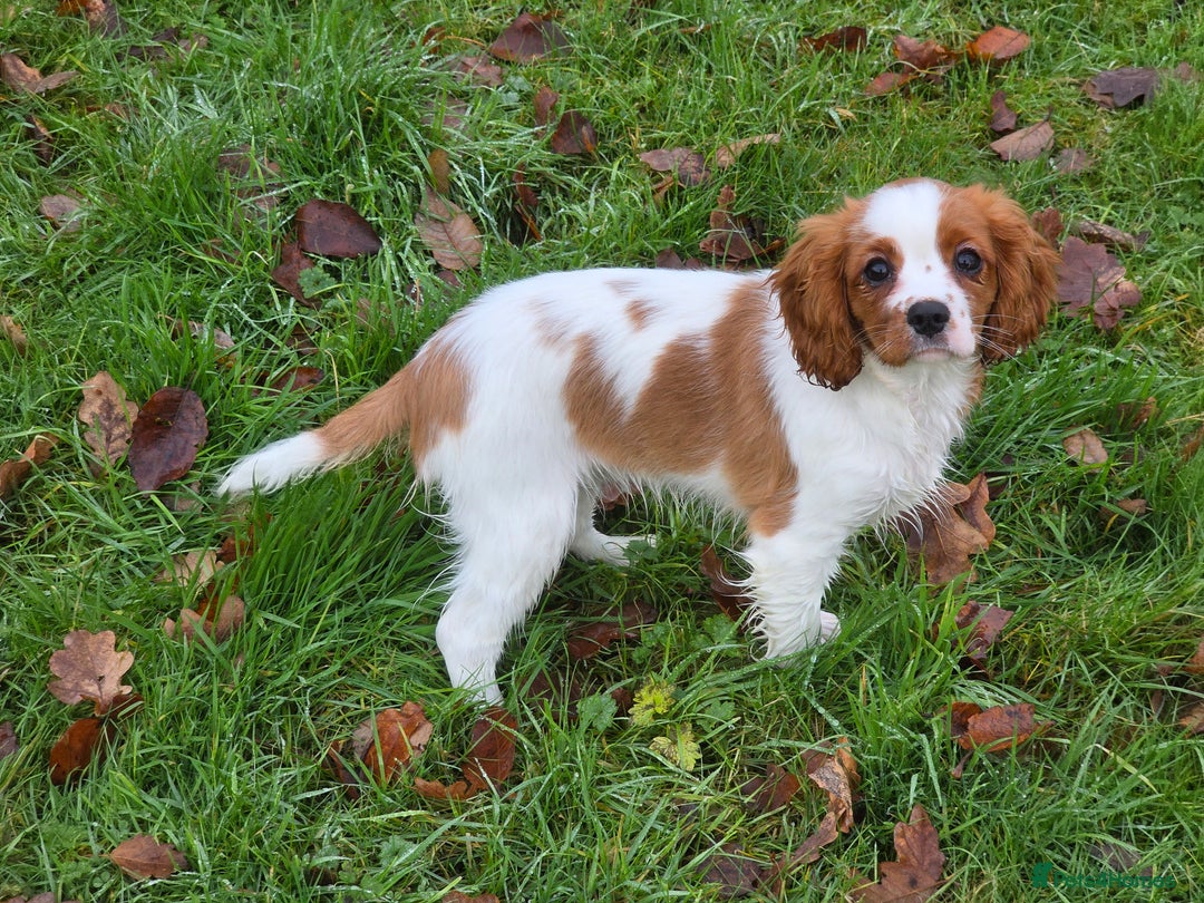 Cavalier King Charles Spaniel dogs for sale: KC Reg Cavalier King Charles pups Fully Vaccinated - Advert 8