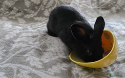 Mini Lop rabbits for sale: 3 little black bunnies pearls silver-plated fur - Advert 7