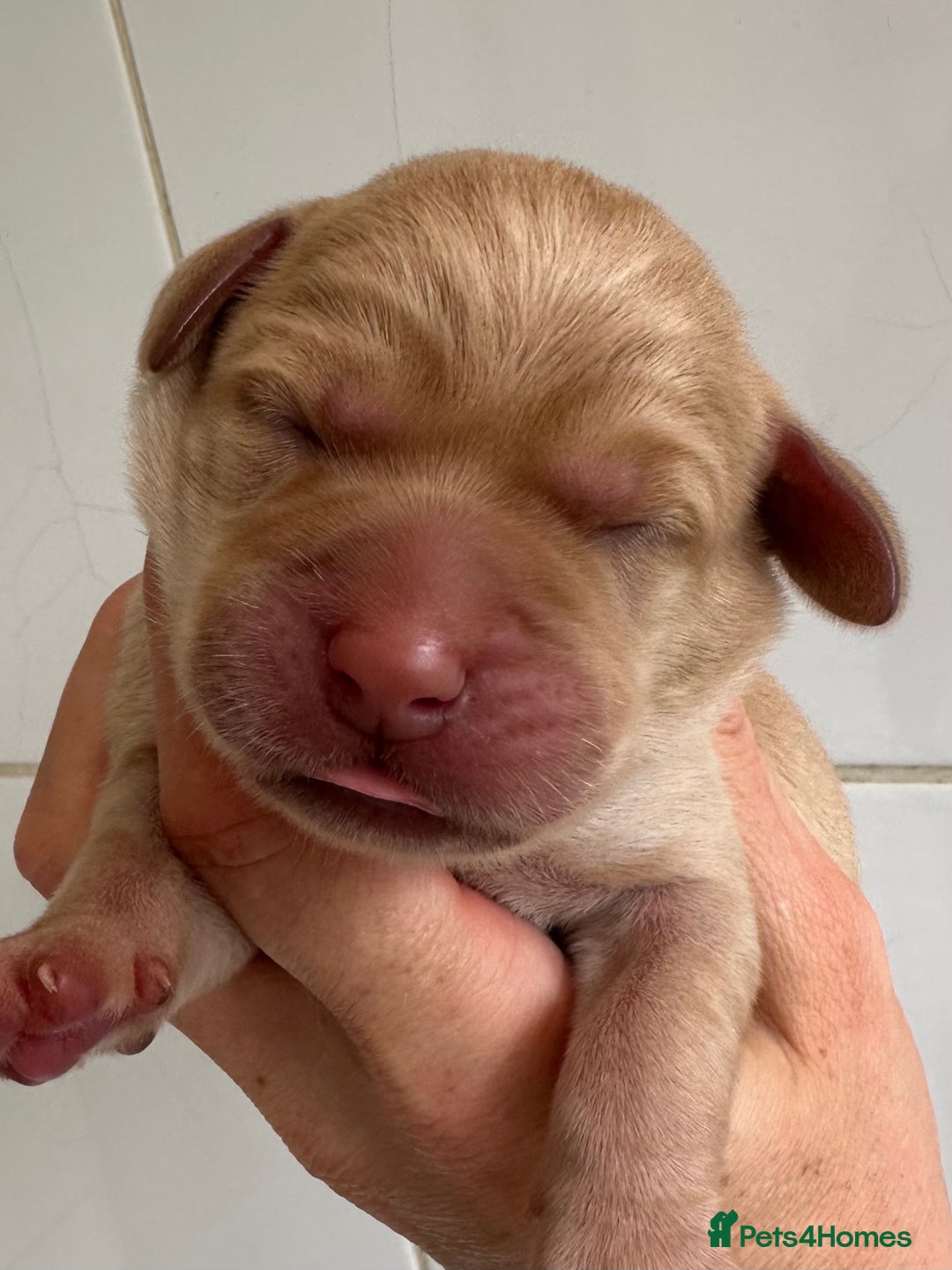 Labrador Retriever dogs for sale: Labrador puppies from health tested parents  - Image 3