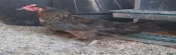 Mixed Breed poultry for sale: Mixed Flock Available  - Advert 9