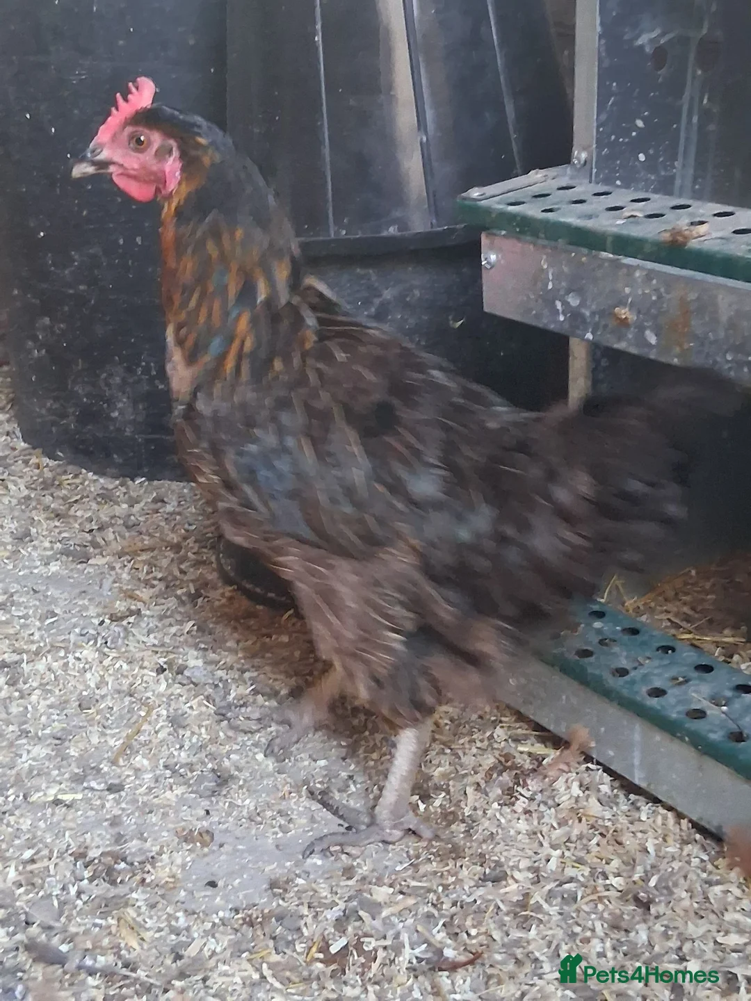 Mixed Breed poultry for sale: Mixed Flock Available  - Advert 9