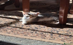 Mixed Breed cats for sale: Gorgeous Kittens - Image 10