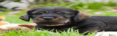 Miniature Dachshund Puppy 3
