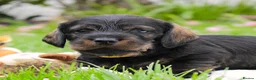 Miniature Dachshund dogs for sale: Wire Haired Dachshund Puppies KC Registered  - Advert 3