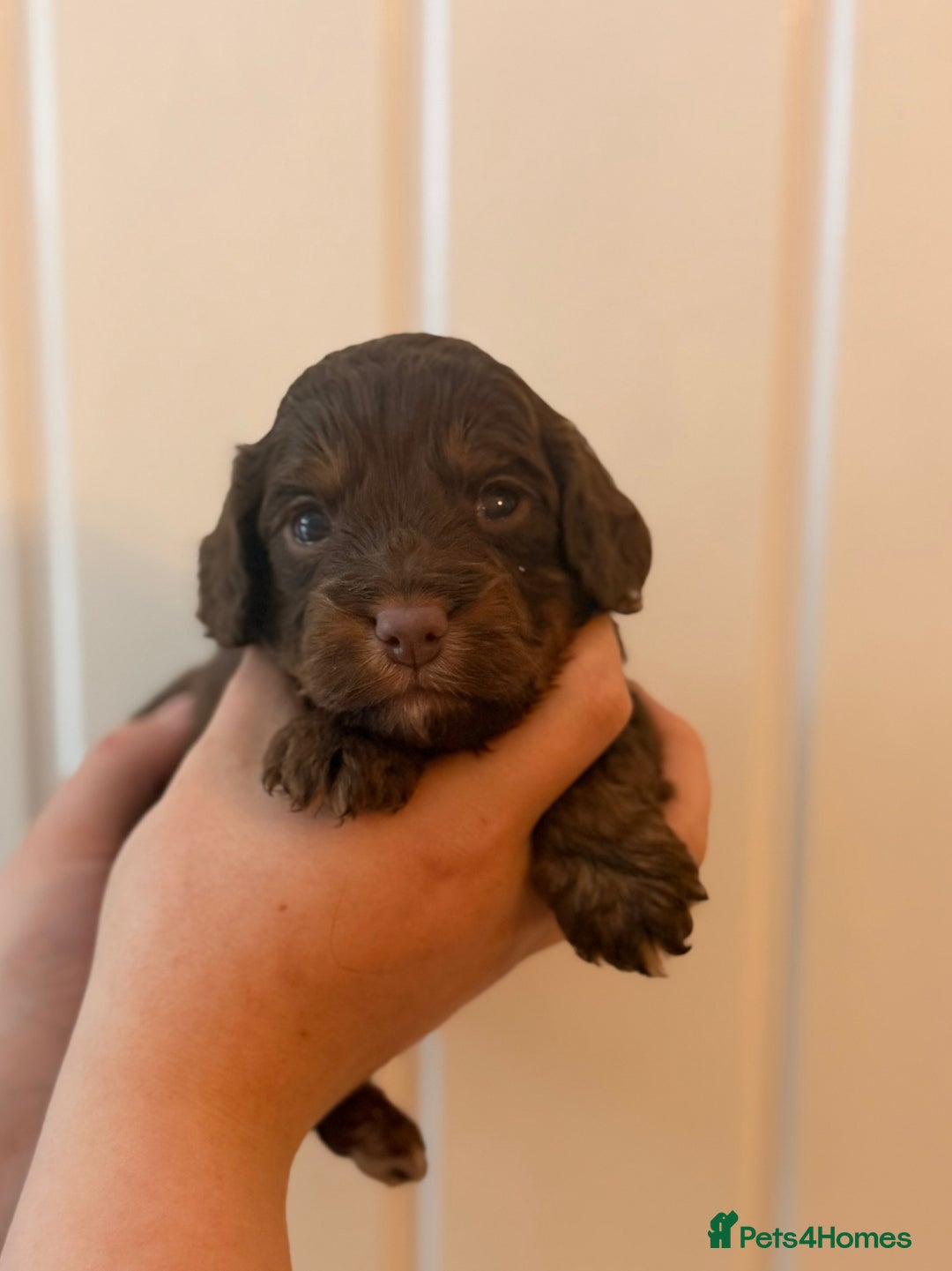 Cockapoo dogs for sale: Health tested Toy Cockerpoos - Advert 4
