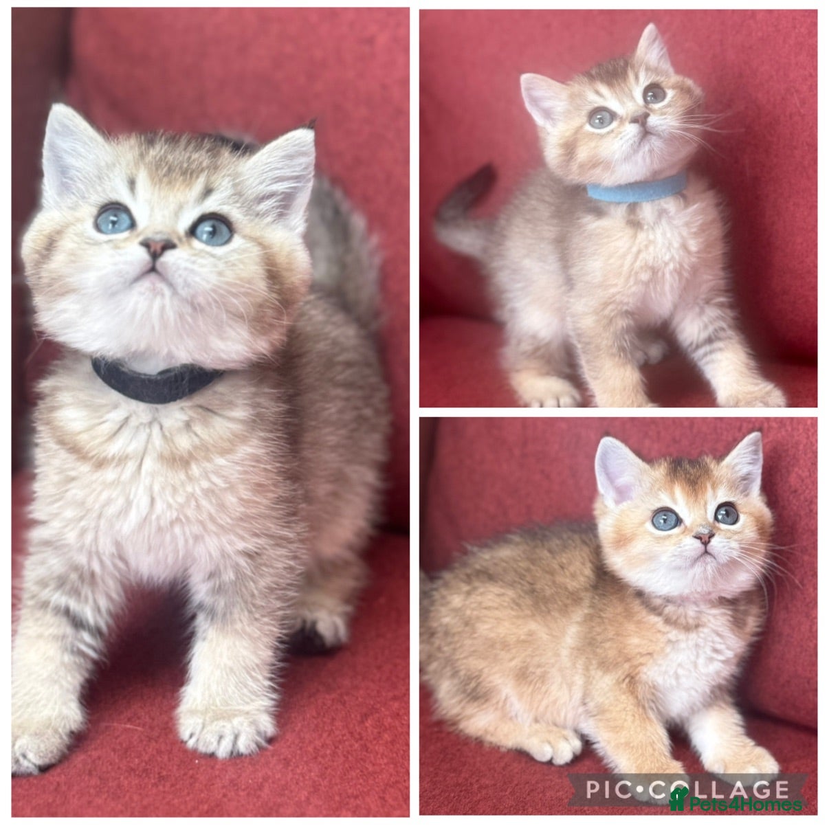 British Shorthair cats Gorgeous Golden GCCF British shorthairs - Advert 16