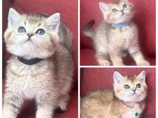 British Shorthair cats Gorgeous Golden GCCF British shorthairs - Advert 16