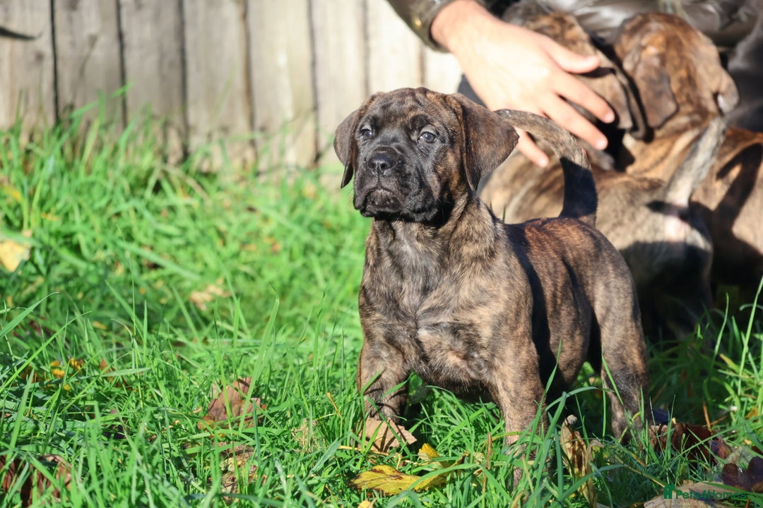 Presa Canario dogs for sale: Presa canario puppies (recognised breeder) - Image 33