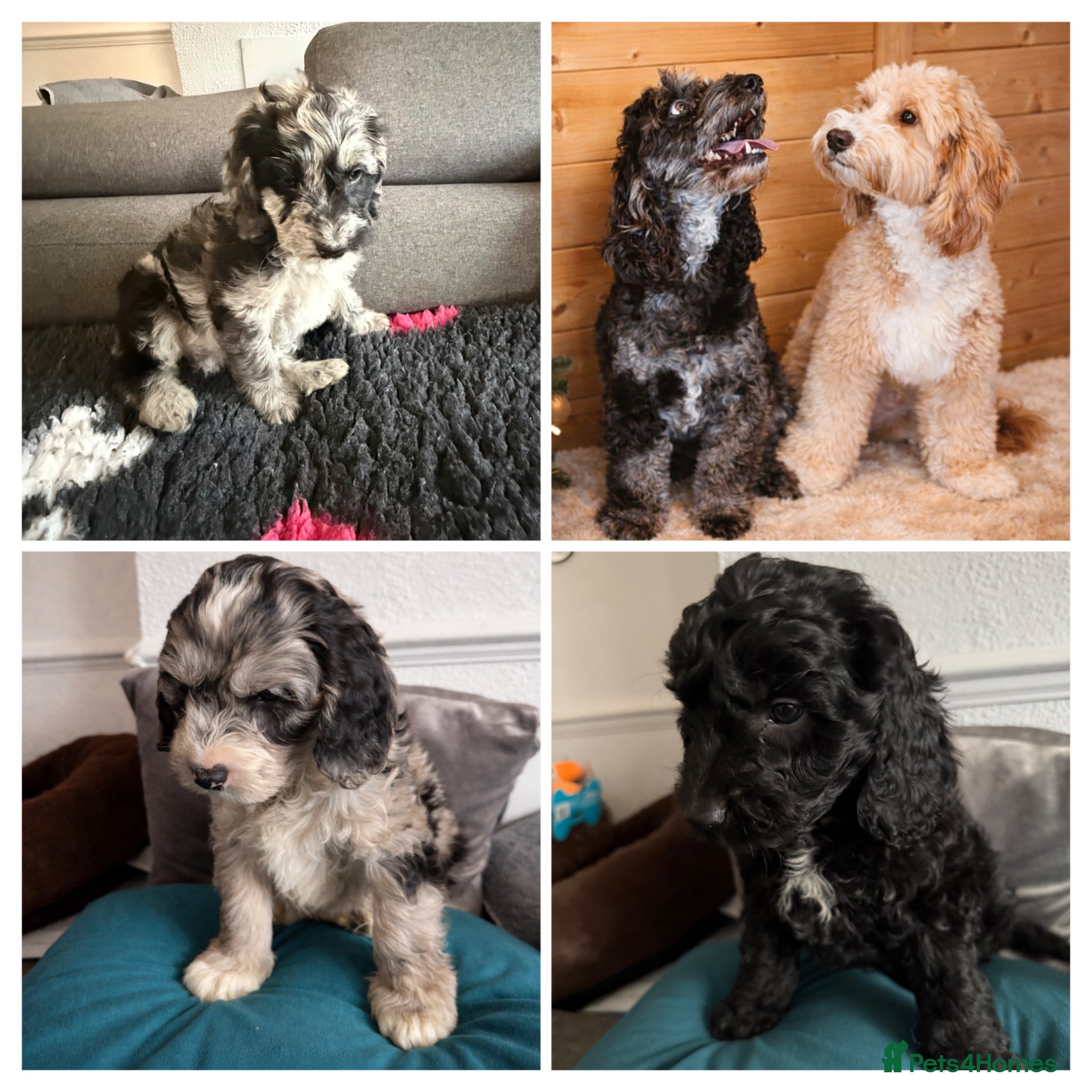 Australian Labradoodle dogs READY AUSTRALIAN LABRADOODLE FOR A NEW HOME - Advert 2