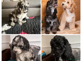 Australian Labradoodle dogs READY AUSTRALIAN LABRADOODLE FOR A NEW HOME - Advert 2