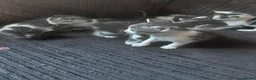 British Shorthair cats for sale: Black white/sliver with tabby markings kittens  - Advert 11