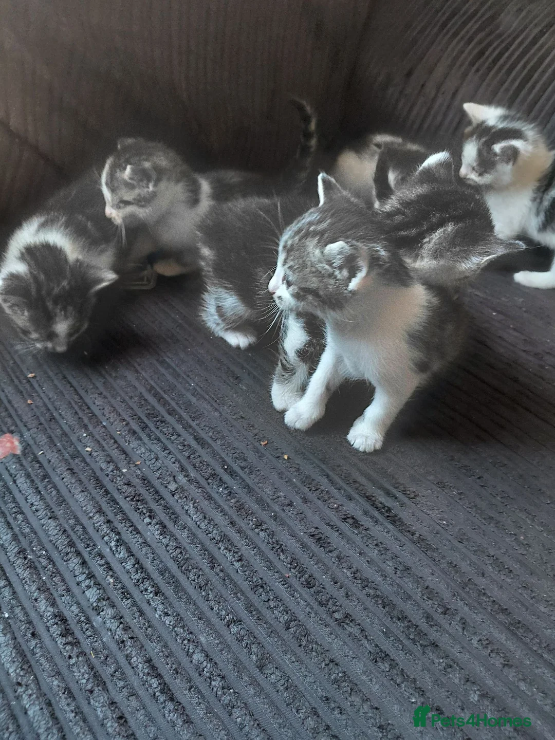 British Shorthair cats for sale: Black white/sliver with tabby markings kittens  - Advert 11