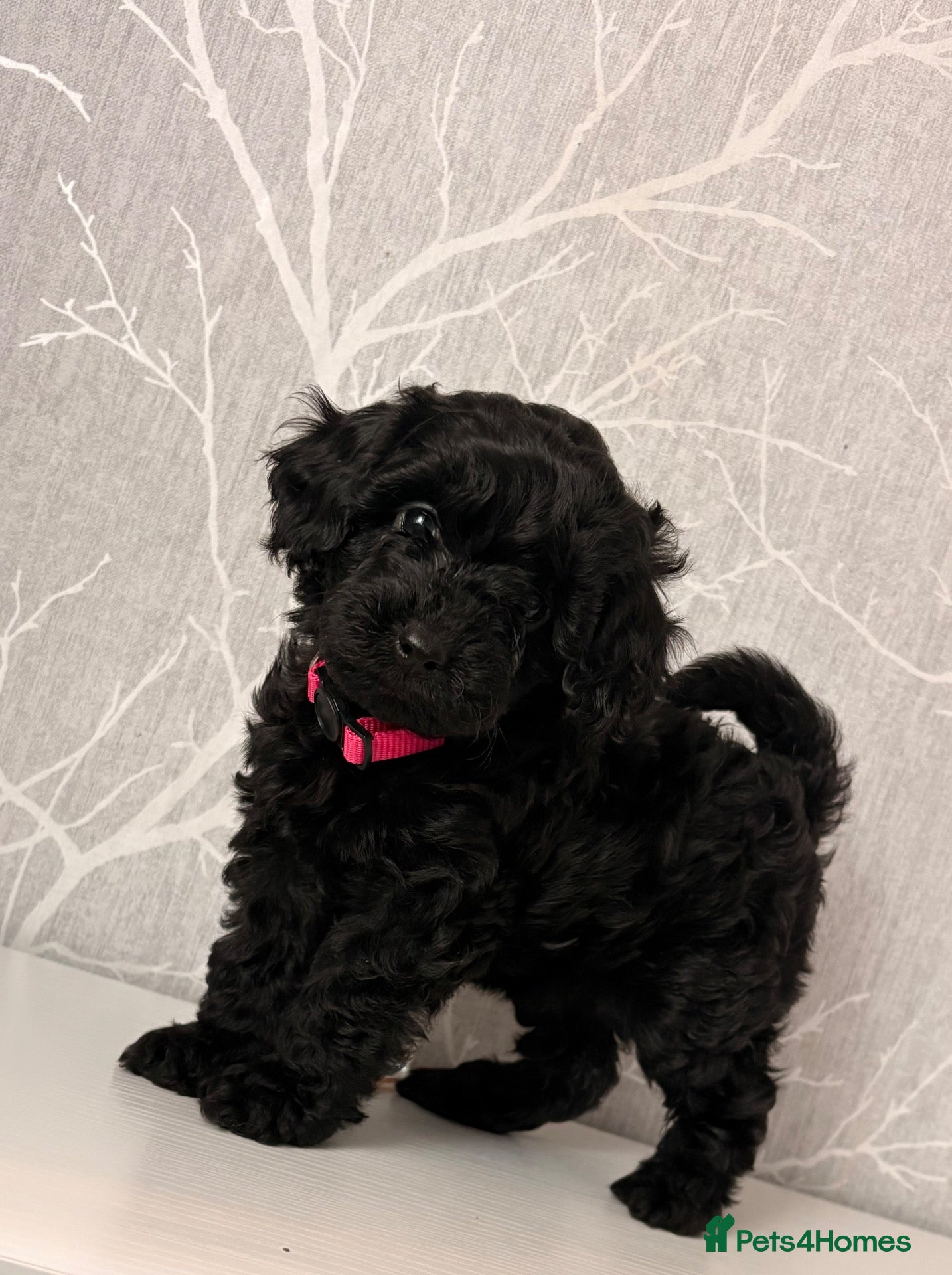 Cockapoo dogs F1b toy cockapoo health tested parent 🐶 - Advert 17