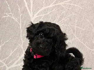 Cockapoo dogs F1b toy cockapoo health tested parent 🐶 - Advert 17