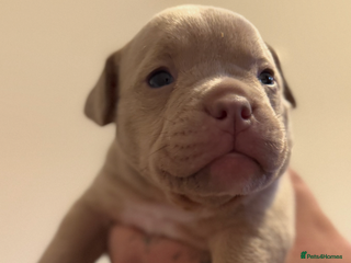 Mixed Breed dogs - Advert 1