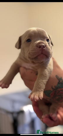 Mixed Breed dogs - Advert 1