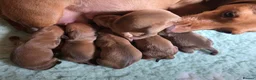 Miniature Dachshund dogs for sale: KC Miniature Dachshunds - Advert 3