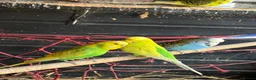 Budgerigars birds for sale: 14 x budgies for sale mixed sexes (£30 each bird)  - Advert 3