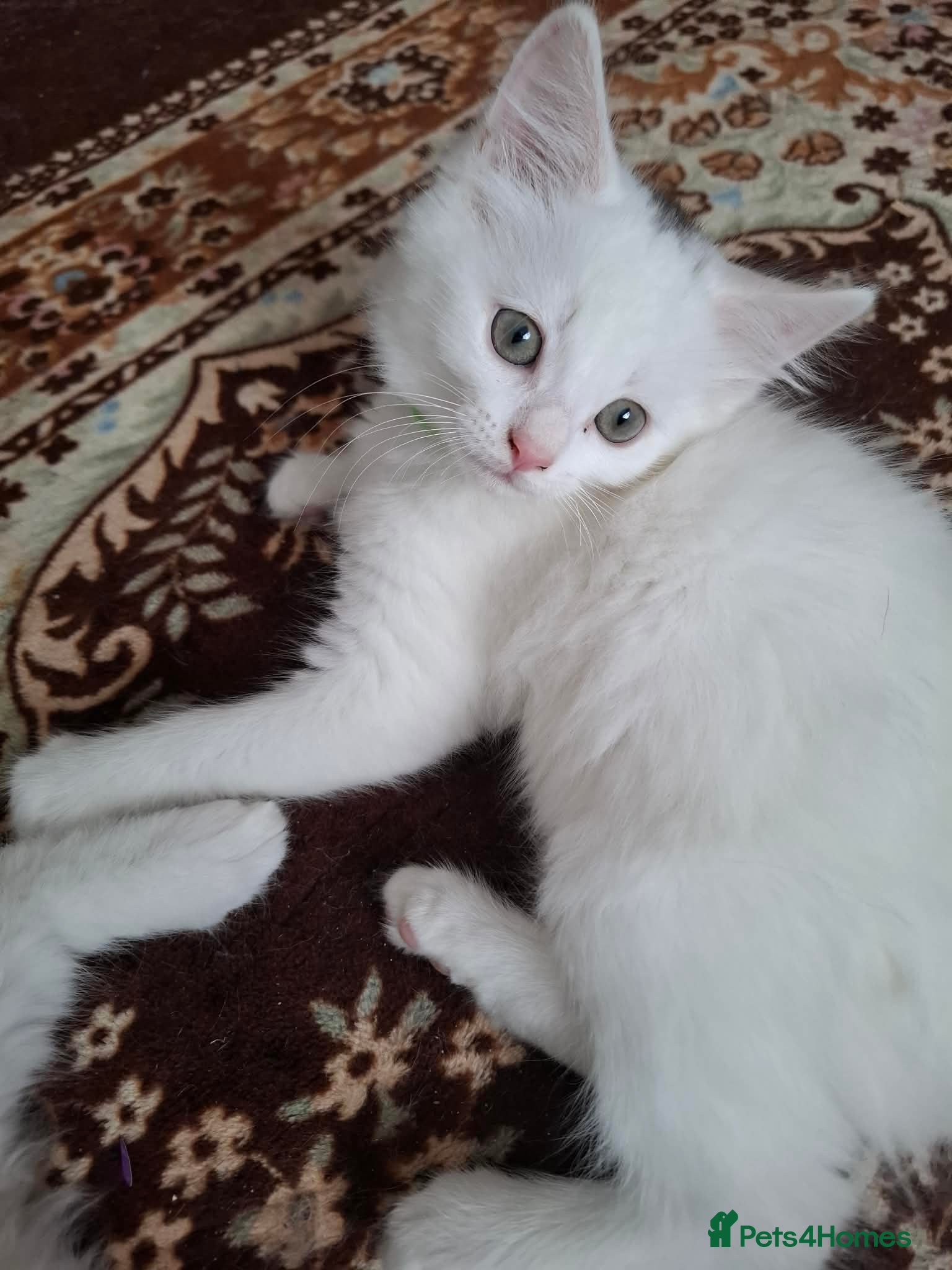 Mixed Breed cats for sale: 3 White Boy Kittens For Sale - Advert 15