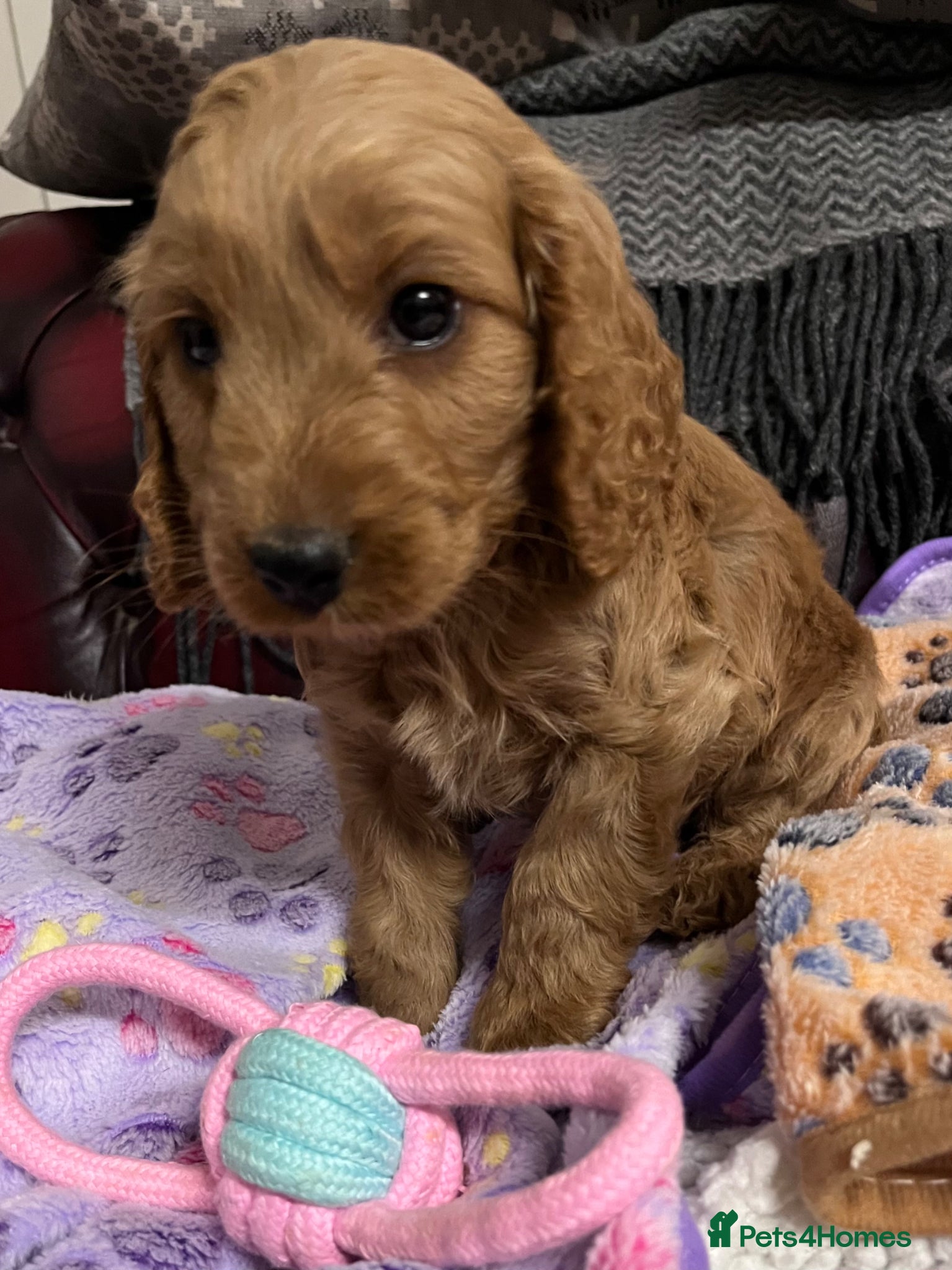 Cockapoo dogs Beautiful Cockapoo puppies  - Advert 4