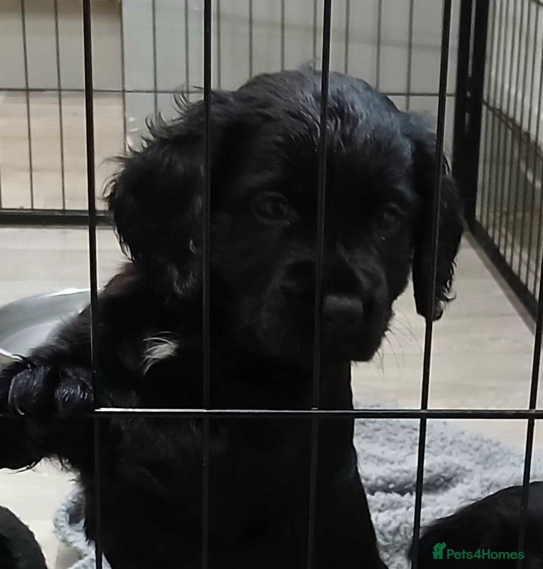 Cocker Spaniel dogs for sale: Working cocker spaniels - Advert 5