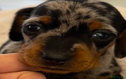 Miniature Dachshund dogs for sale: Gorgeous KC Miniature Dachshunds  - Image 7
