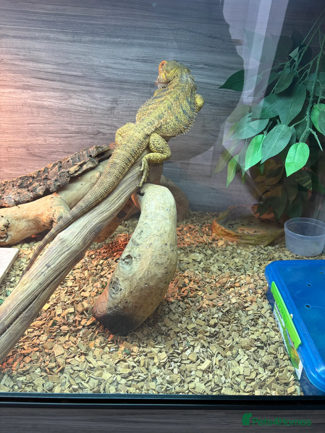 Bearded Dragon reptiles for sale: male bearded dragon- full set up included  - Advert 4