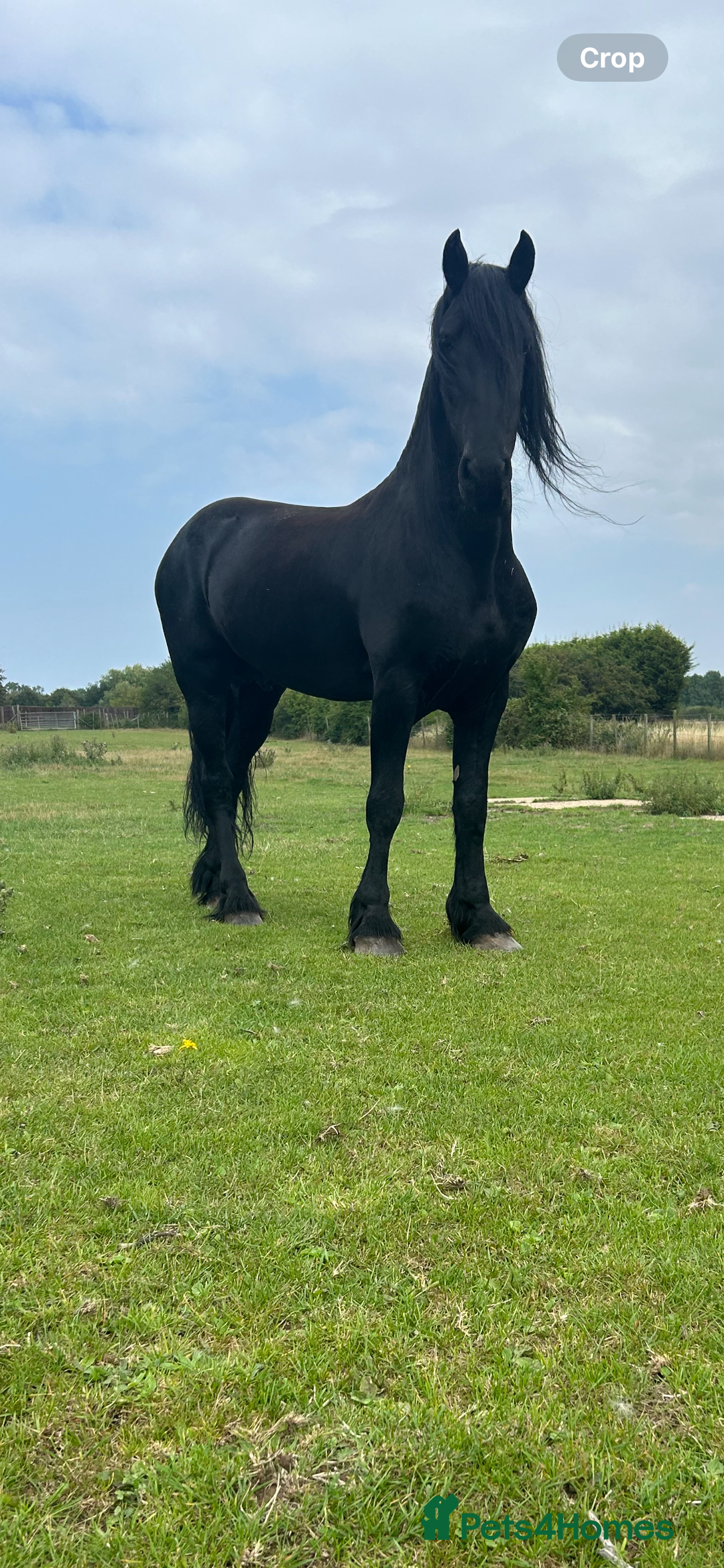 Friesian horses for sale: Friesian x Irish Gypsy Cob - Image 6
