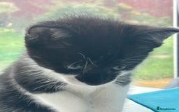 Mixed Breed cats for sale: Stunning litter of 7 kittens - Image 14