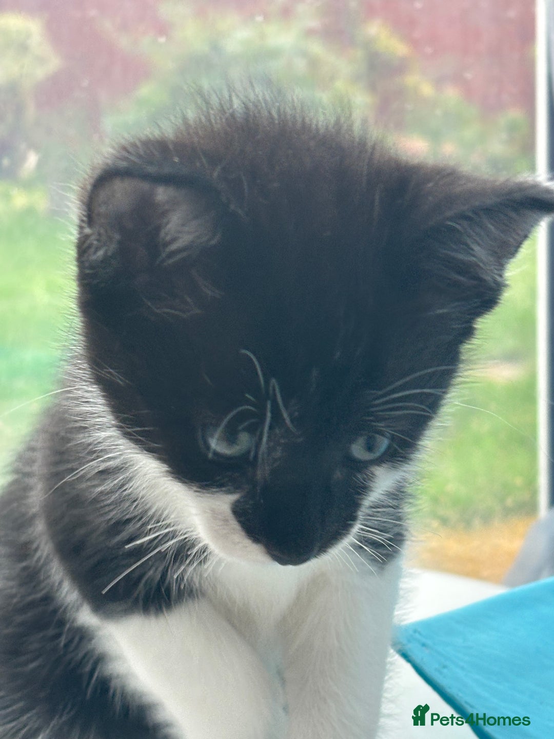 Mixed Breed cats for sale: Stunning litter of 7 kittens - Image 14