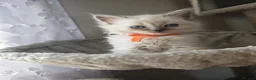 Ragdoll cats for sale: Ragdoll  - Advert 24