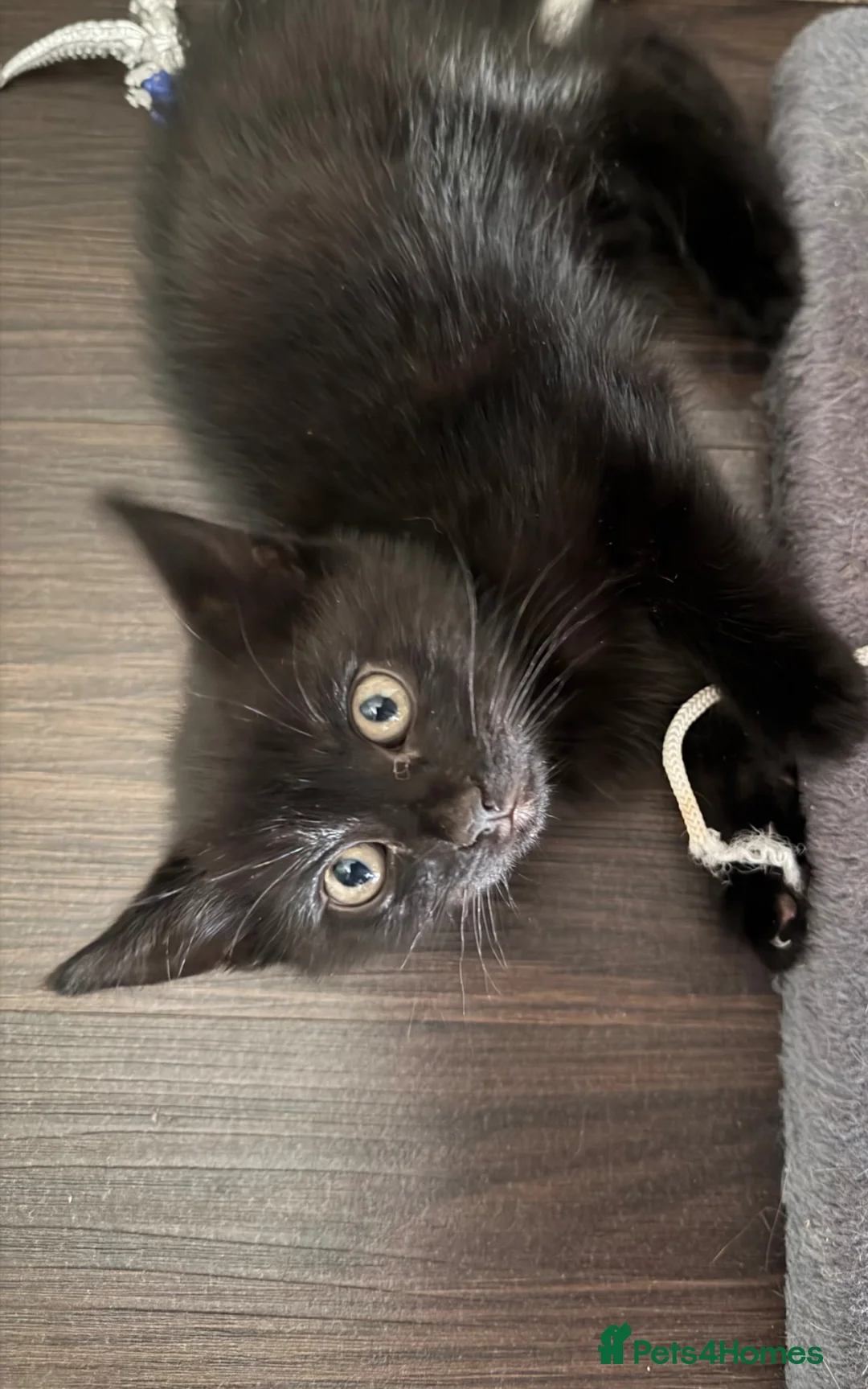 British Shorthair cats for sale: Gorgeous black kitten  - Advert 2