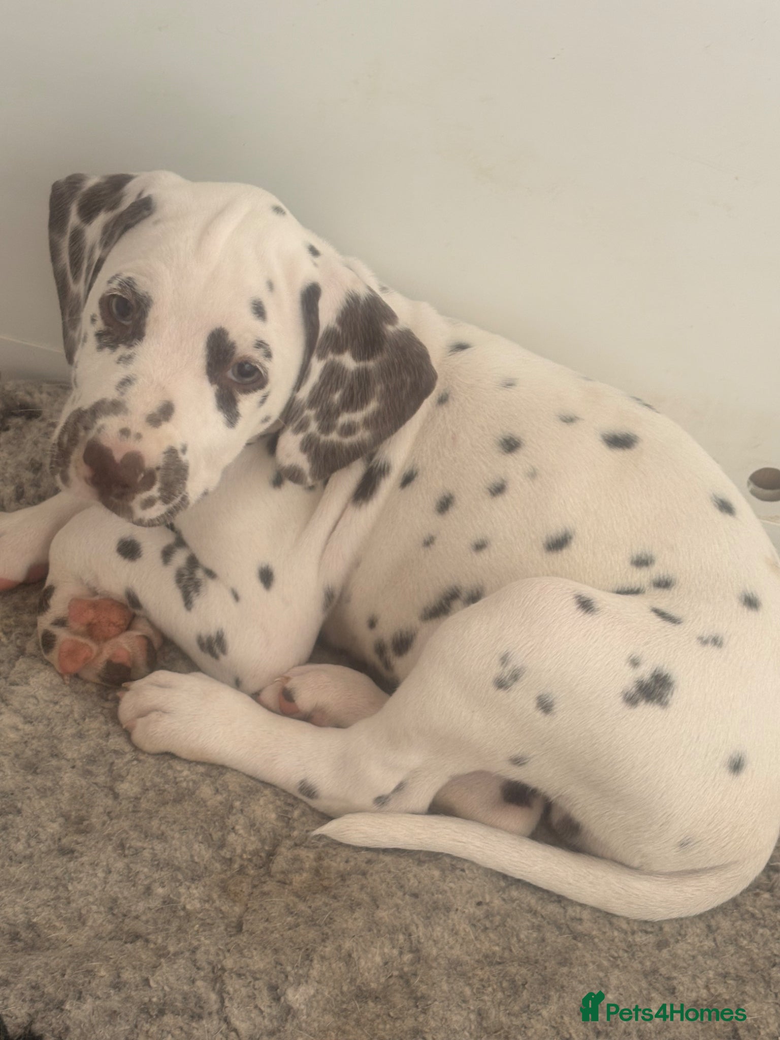 Dalmatian dogs Outstanding champion bred Kc Reg Dalmation puppys - Advert 3