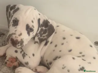Dalmatian dogs Outstanding champion bred Kc Reg Dalmation puppys - Advert 3