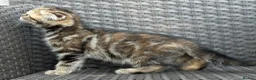Scottish Fold cats for sale: Scottish fold x BSH - Advert 5