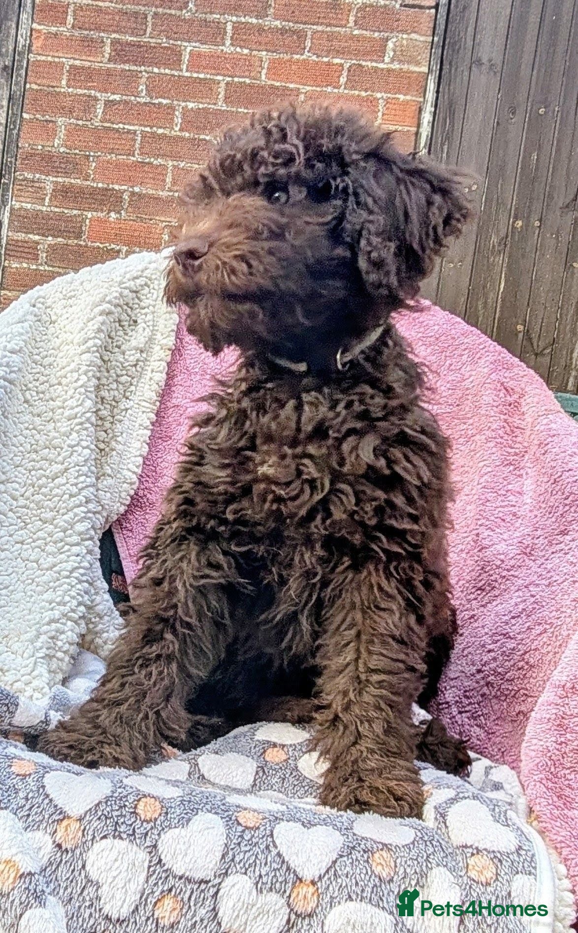 Spanish Water Dog dogs Spanish water dog  - Advert 2