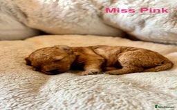 Cockapoo dogs for sale: Beautiful F1B cockapoo puppies  - Image 6