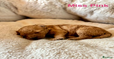Cockapoo dogs - Advert 14
