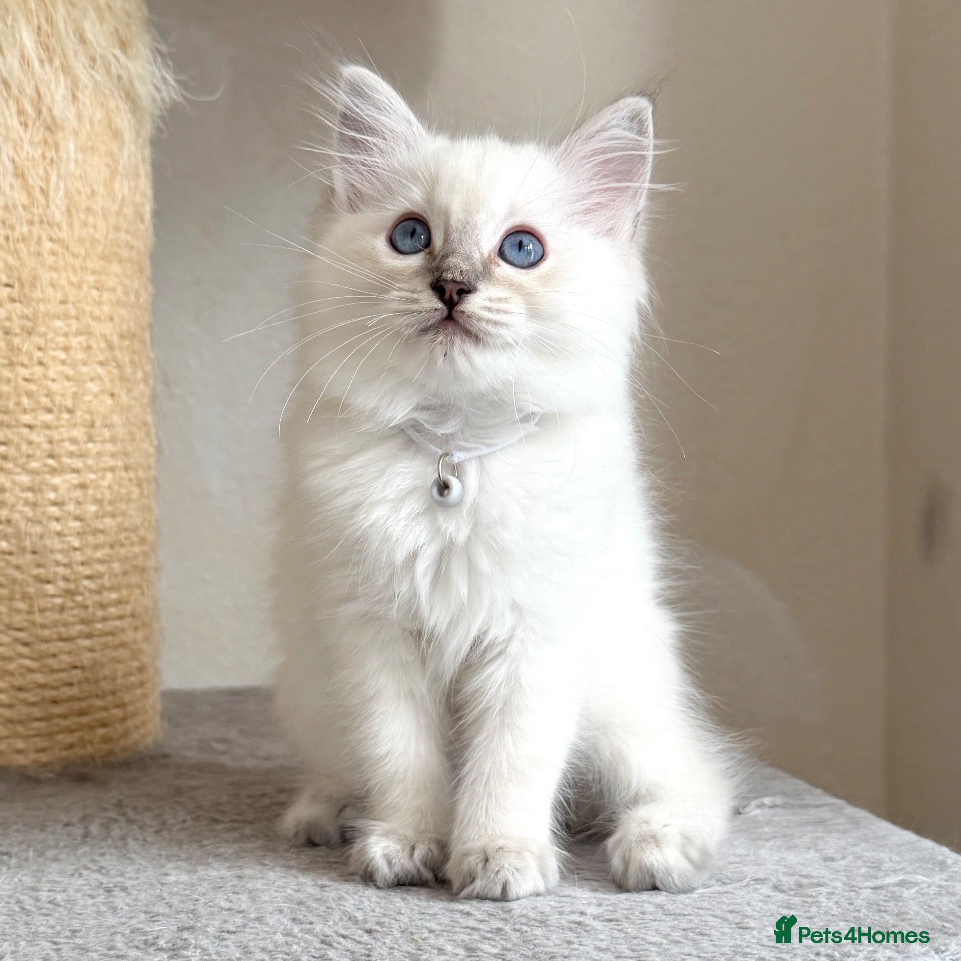Ragdoll cats TICA Active Possible - Last Girl Left - Advert 1